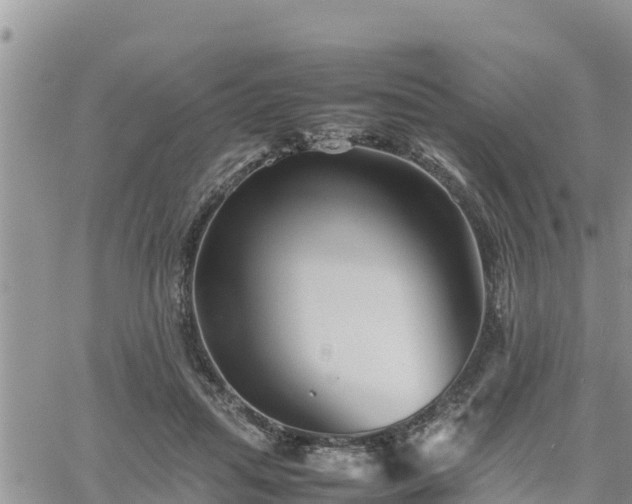 X0000062170455200512121245