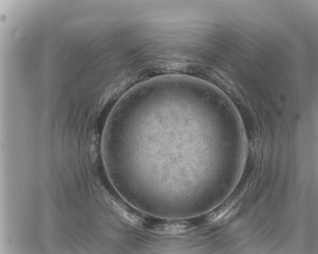 X0000062170462200512121245