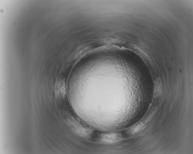 X0000062170479200512121245