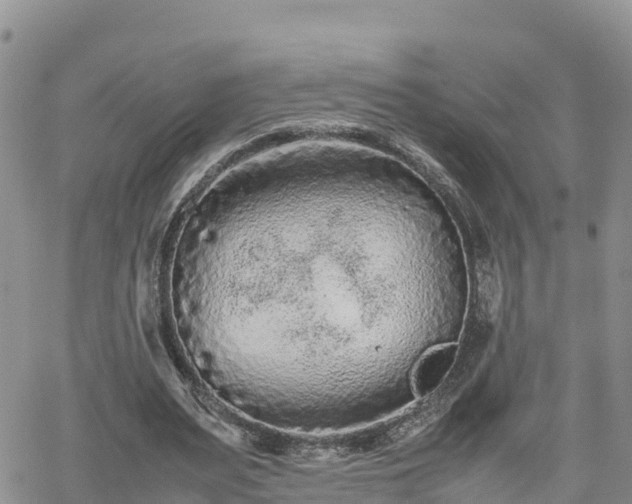 X0000062170487200512121244