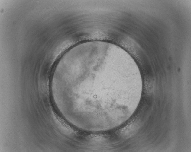 X0000062170534200512121243