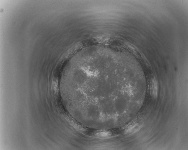 X0000062170610200512121242