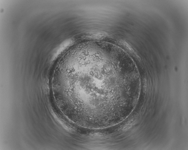 X0000062170634200512121241