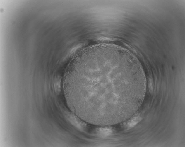 X0000062170668200512121242