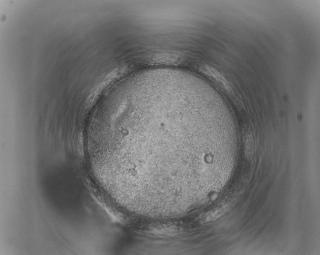 X0000062170729200512121240