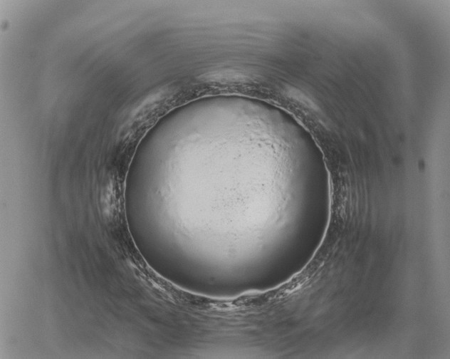 X0000062170966200512121236