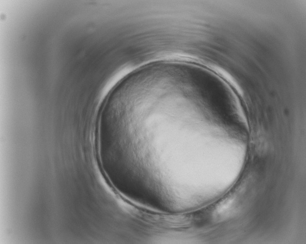 X0000062171007200512121236