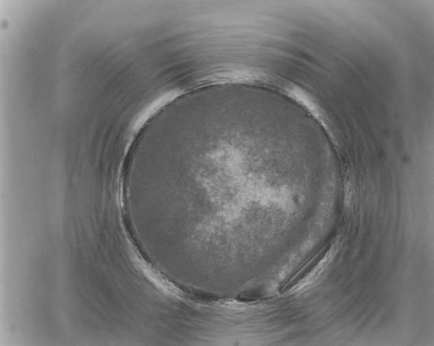 X0000062171034200512121235