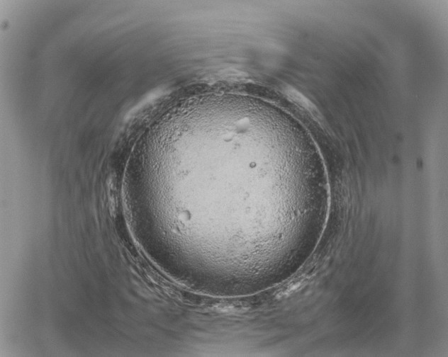 X0000062171063200512121235