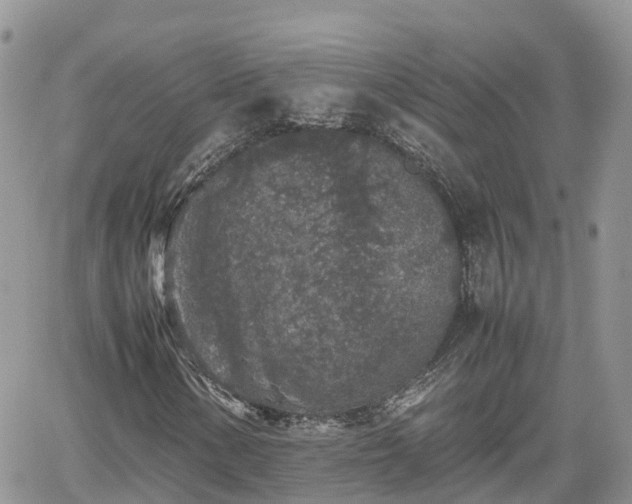 X0000062171154200512121233