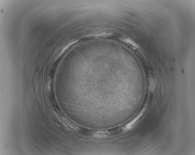 X0000062171161200512121233