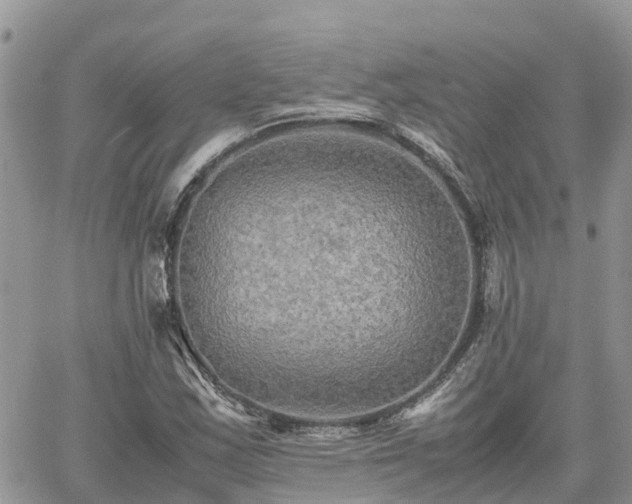 X0000062171163200512121233