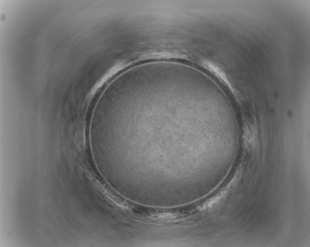 X0000062171173200512121233