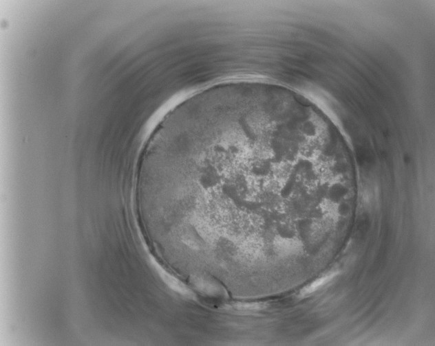 X0000062171245200512121232