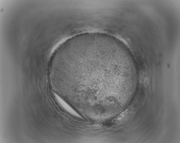 X0000062171263200512121231