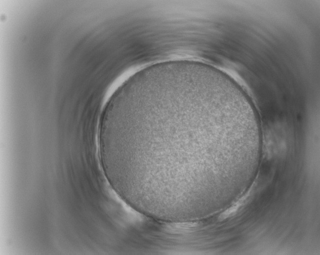 X0000062171294200512121231