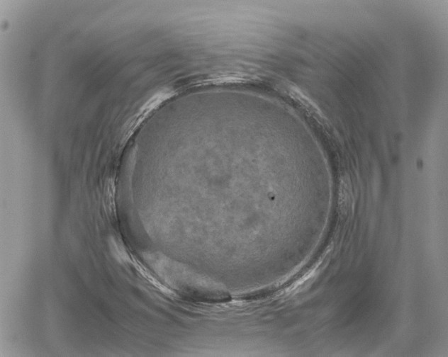 X0000062171353200512121230