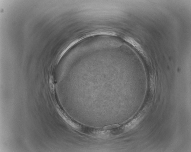 X0000062171369200512121229