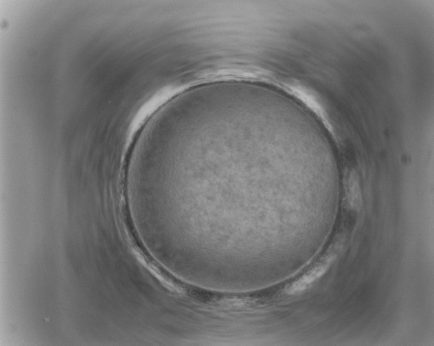 X0000062171373200512121229