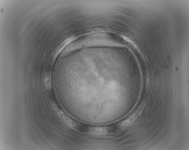 X0000062171409200512121229