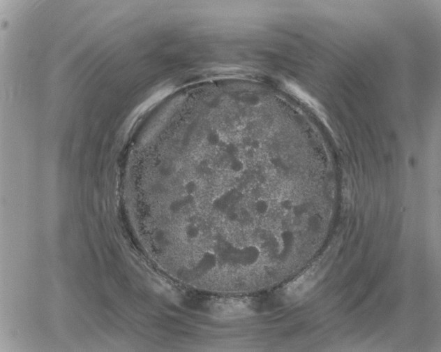 X0000062171411200512121229