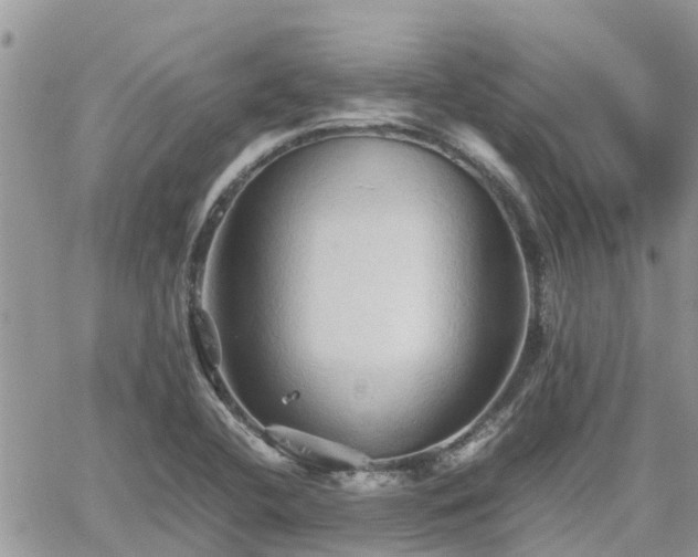 X0000062171412200512121229