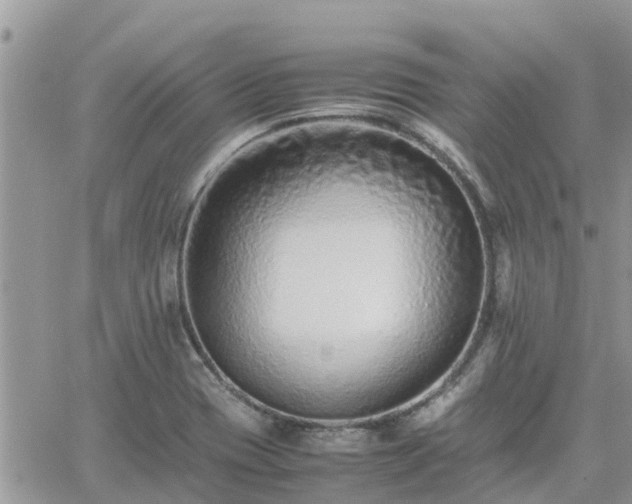 X0000062171417200512121229