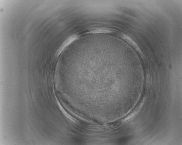 X0000062171425200512121229