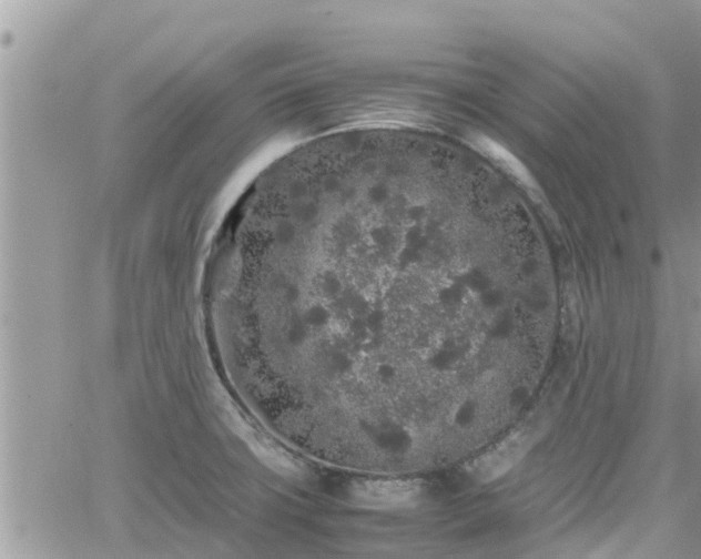 X0000062171427200512121229