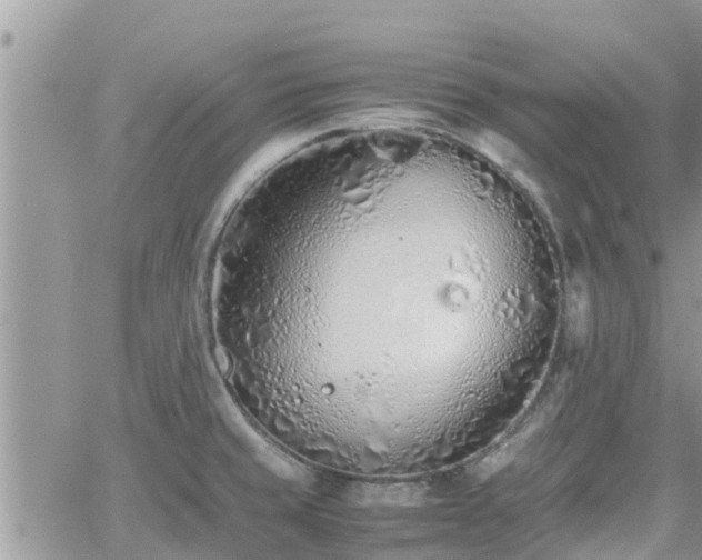 X0000062171429200512121229