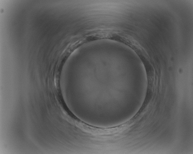 X0000062170035200512161302