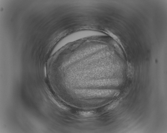 X0000062170061200512161301