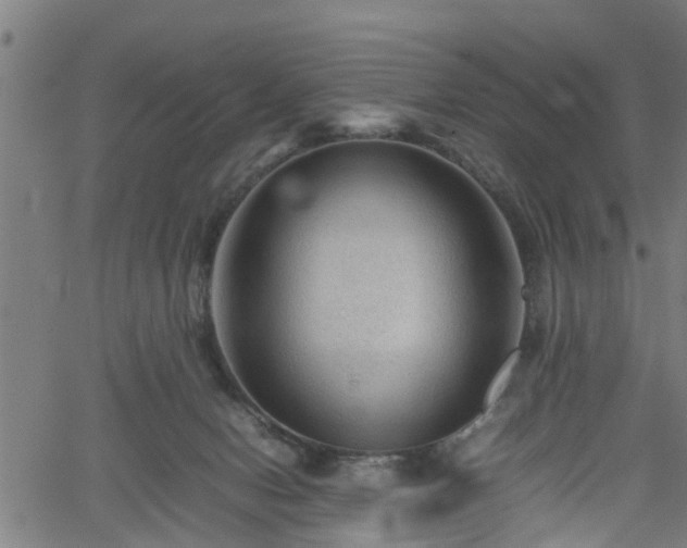 X0000062170078200512161302