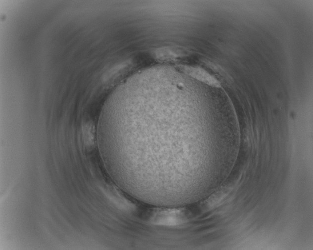 X0000062170081200512161302