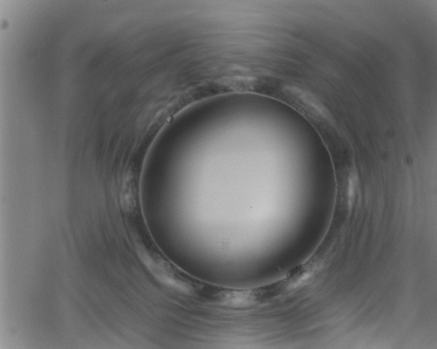 X0000062170088200512161302