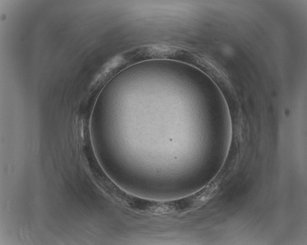 X0000062170115200512161301