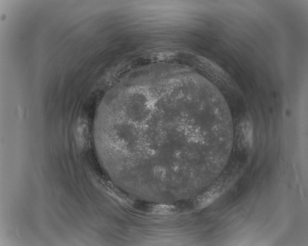 X0000062170222200512161259