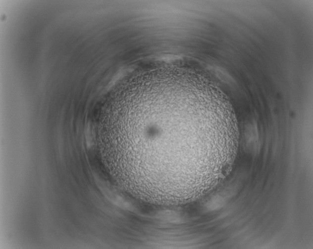 X0000062170236200512161259