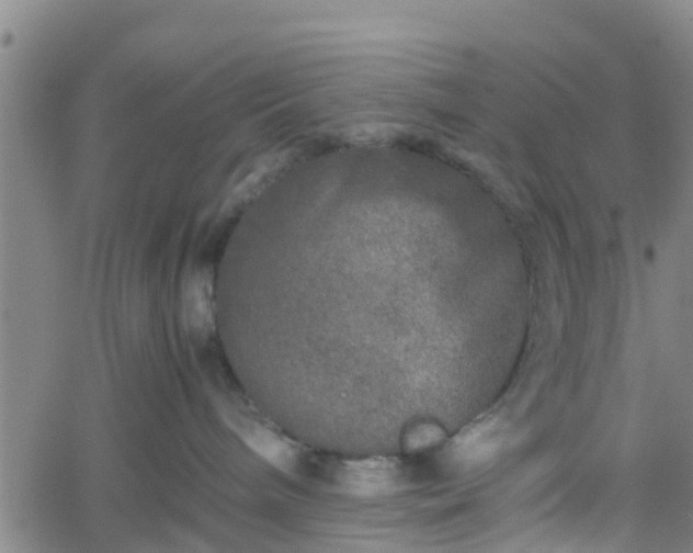 X0000062170240200512161259