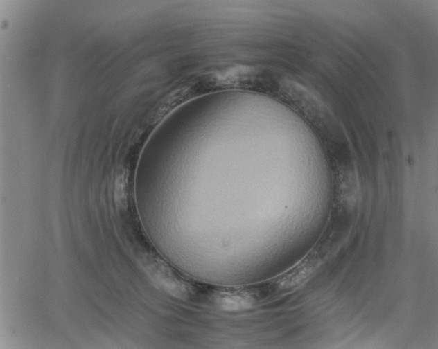 X0000062170275200512161259