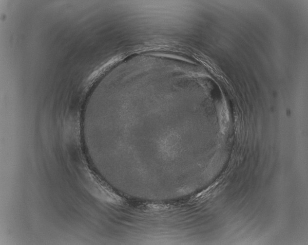 X0000062170442200512161255