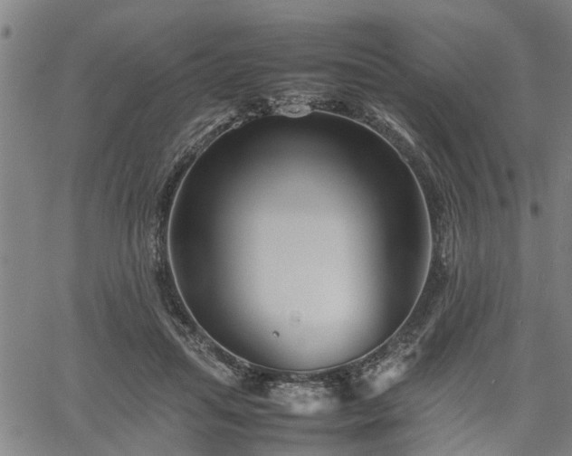 X0000062170455200512161255