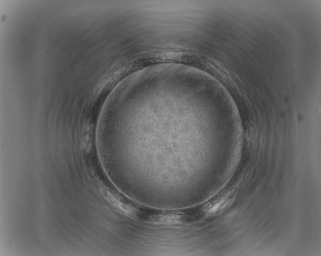 X0000062170462200512161255