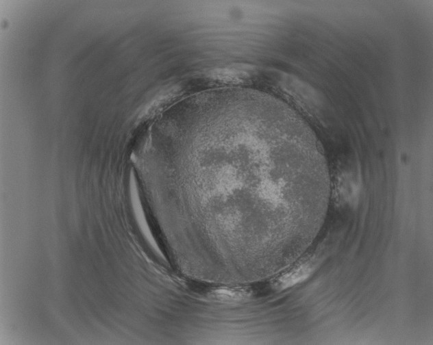 X0000062170466200512161255