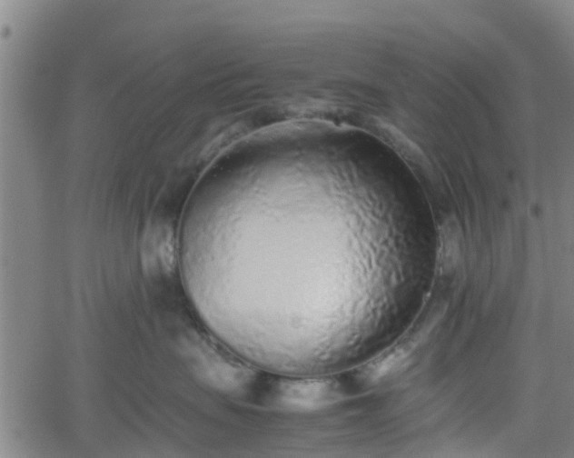 X0000062170479200512161256