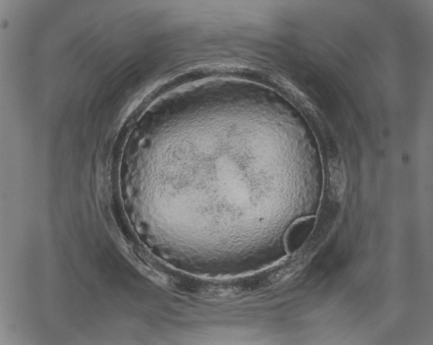 X0000062170487200512161255