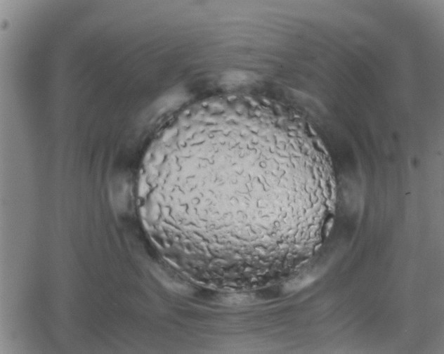 X0000062170527200512161254