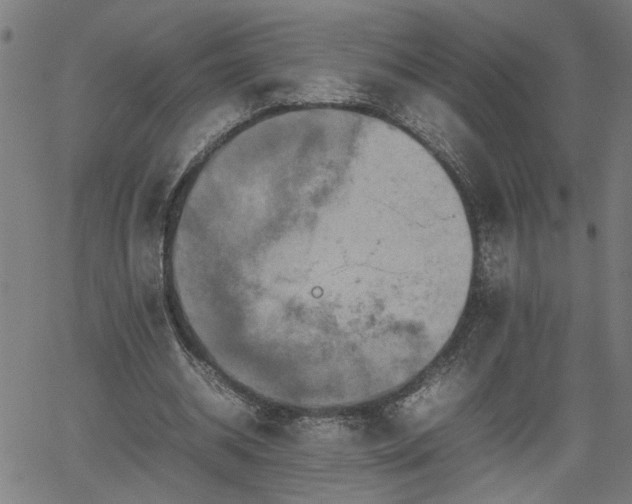 X0000062170534200512161253