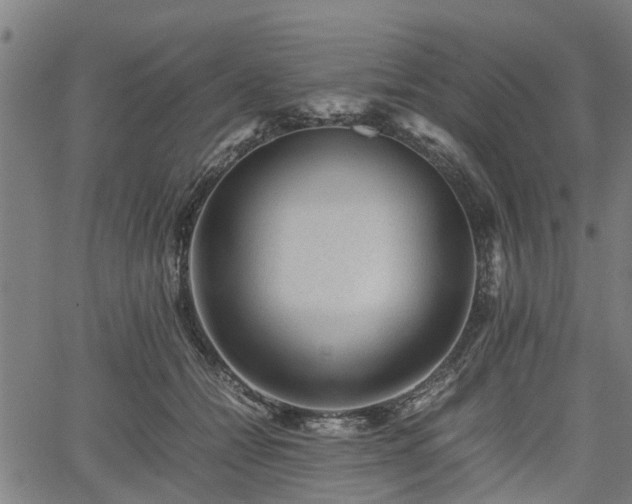 X0000062170558200512161254