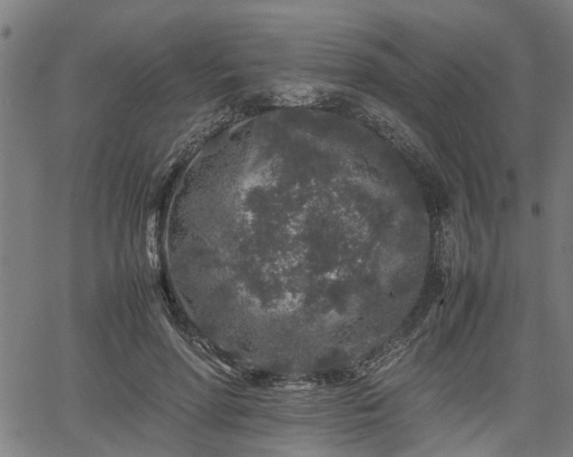 X0000062170598200512161253